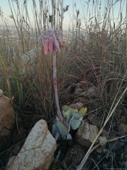 Cotyledon orbiculata oblonga