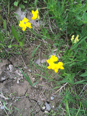 Lotus corniculatus corniculatus