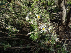 Olearia pannosa