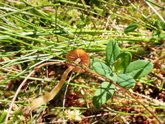 Galerina paludosa