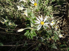 Olearia pannosa
