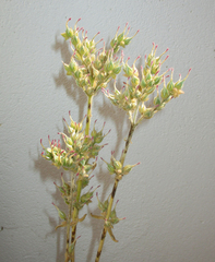 Kalanchoe lanceolata