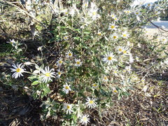Olearia pannosa