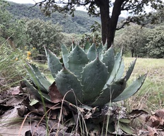 Agave guadalajarana