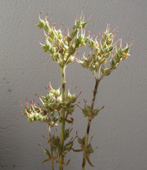 Kalanchoe lanceolata