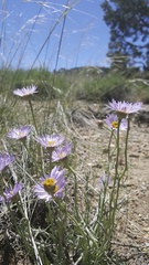 Erigeron argentatus