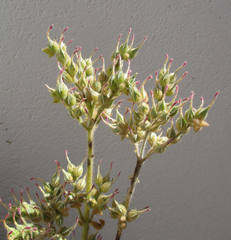 Kalanchoe lanceolata
