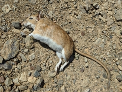 Meriones persicus