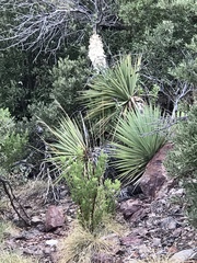 Yucca schottii
