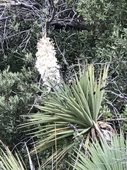Yucca schottii