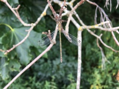 Lestes sponsa