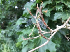 Lestes sponsa
