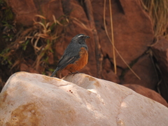 Pseudosaltator rufiventris