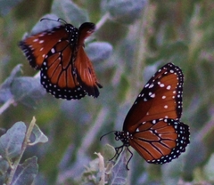 Danaus gilippus