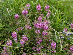 Pedicularis spicata