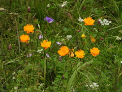Trollius chinensis