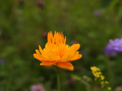 Trollius chinensis