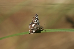 Carcharodina