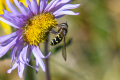 Dasysyrphus intrudens