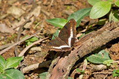 Eurytela hiarbas angustata