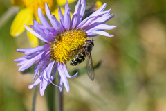Dasysyrphus intrudens