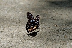 Graphium leonidas leonidas