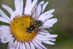 Dasysyrphus intrudens