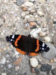Vanessa atalanta
