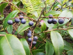 Vaccinium bracteatum