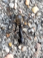Camponotus pennsylvanicus