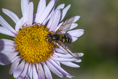 Dasysyrphus intrudens