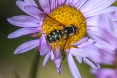 Dasysyrphus intrudens