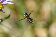 Dasysyrphus intrudens