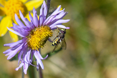 Dasysyrphus intrudens
