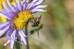 Dasysyrphus intrudens