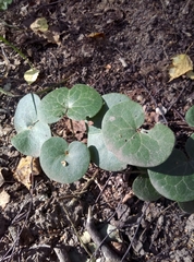 Asarum europaeum