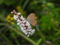 Satyrium prunoides
