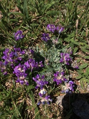 Oxytropis oreophila