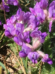 Oxytropis oreophila