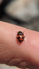 Hippodamia oregonensis