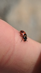 Hippodamia oregonensis