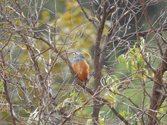 Pseudosaltator rufiventris