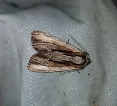 Apamea verbascoides