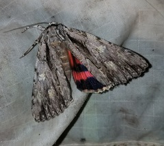 Catocala coccinata