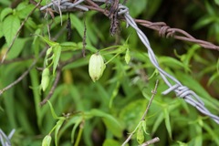 Clematis connata