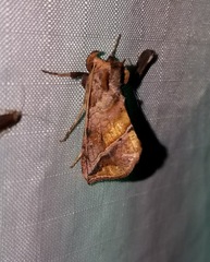 Pseudeva purpurigera