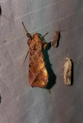 Pseudeva purpurigera