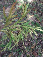 Cryptomeria japonica