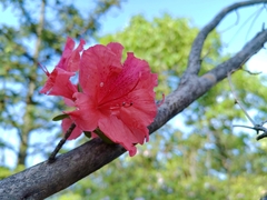 Rhododendron simsii