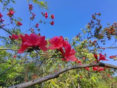 Rhododendron simsii